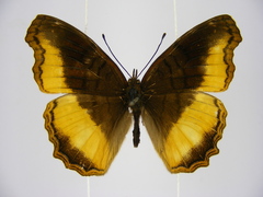 Eurytela dryope angulata