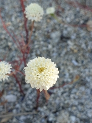 Chaenactis fremontii