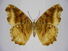 Eurytela dryope angulata
