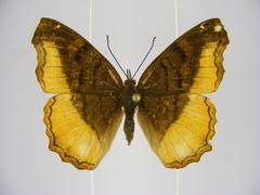 Eurytela dryope angulata