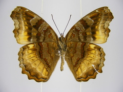 Eurytela dryope angulata