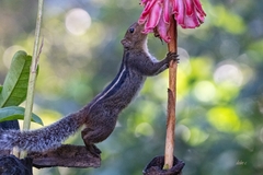 Jungle Palm Squirrel photo 5