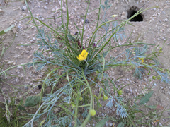 Eschscholzia minutiflora