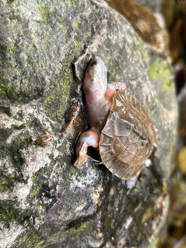 Cuora trifasciata, 2023-12-05