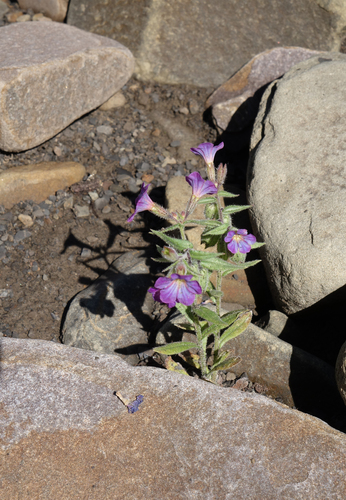 Monkswort (Nonea versicolor)