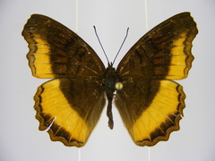 Eurytela dryope angulata