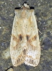 Lithophane signosa