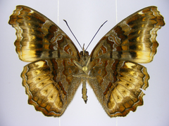 Eurytela dryope angulata