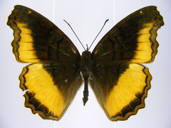 Eurytela dryope angulata