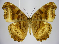 Eurytela dryope angulata