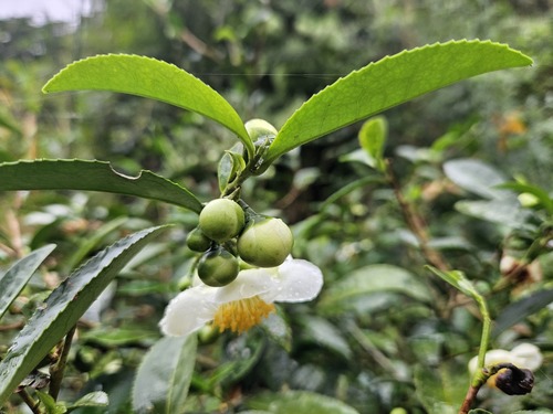Camellia sinensis