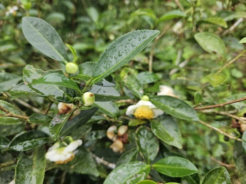 Camellia sinensis