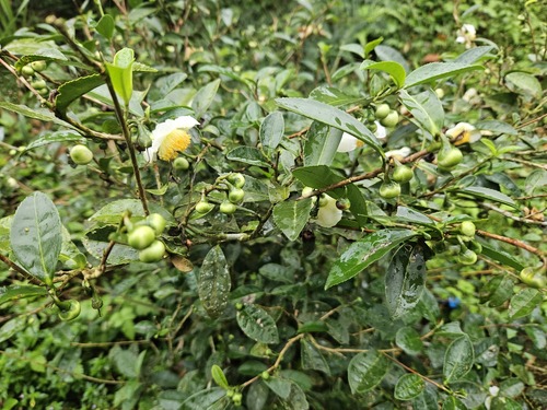 Camellia sinensis