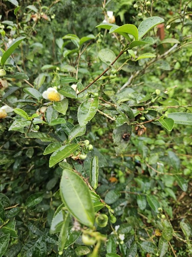 Camellia sinensis