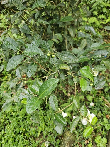 Camellia sinensis