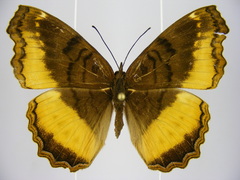 Eurytela dryope angulata