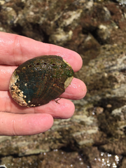 Haliotis cracherodii