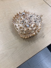 Lithodes aequispinus