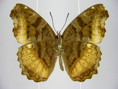 Eurytela dryope angulata