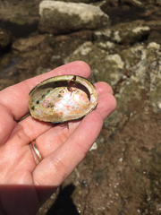 Haliotis cracherodii