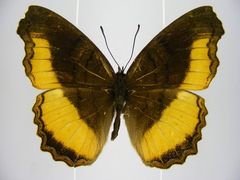 Eurytela dryope angulata