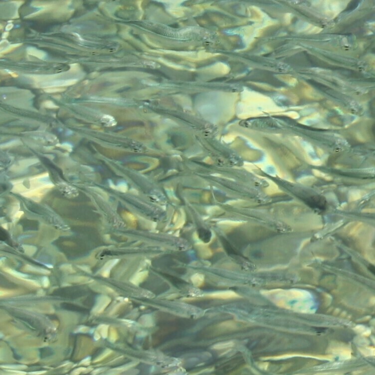 Red Sea hardyhead silverside