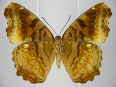 Eurytela dryope angulata