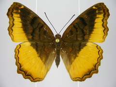 Eurytela dryope angulata