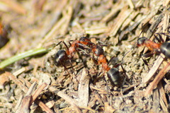 Formica rufa