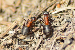Formica rufa