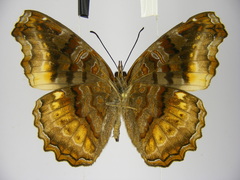 Eurytela dryope angulata