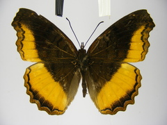 Eurytela dryope angulata
