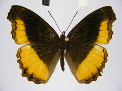 Eurytela dryope angulata