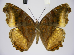 Eurytela dryope angulata