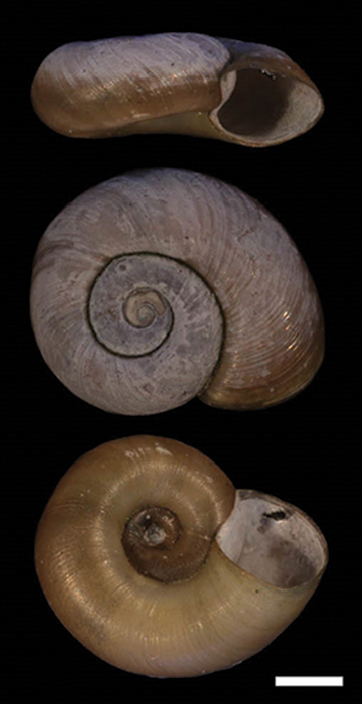 Thames Ramshorn