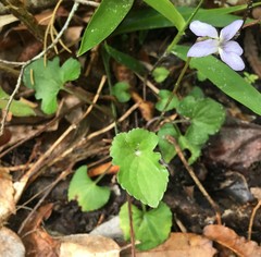 Viola edulis