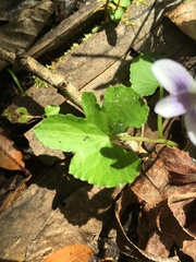 Viola edulis