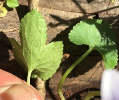 Viola edulis