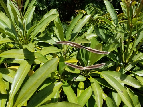 Alstonia quaternata observed 2023-10-04