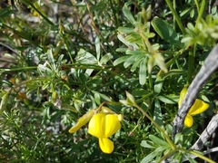Acmispon rigidus