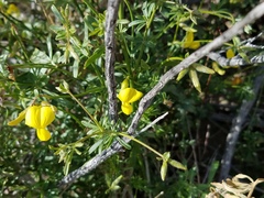 Acmispon rigidus