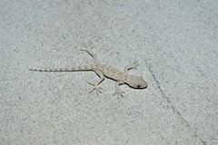 Mediodactylus russowii