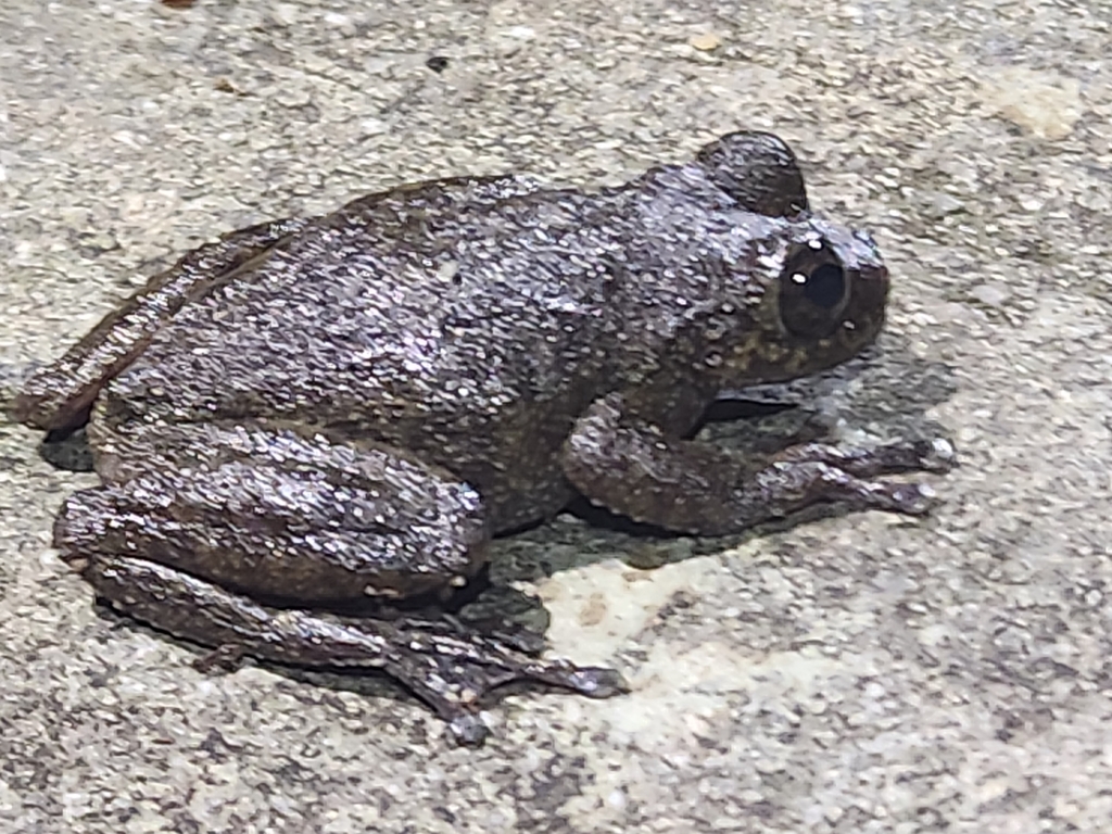Waterfall Frog in December 2023 by Mitchell Hodgson · iNaturalist