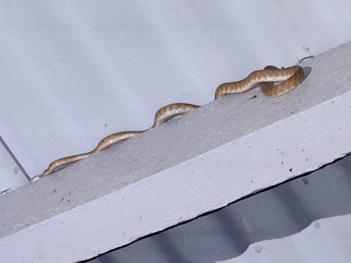 Brown Tree Snake sighting