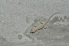 Mediodactylus russowii