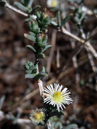 Image of Swartland Spoonfig (Erepsia hallii) by (c) Jacques van der Merwe, some rights reserved (CC BY-SA)