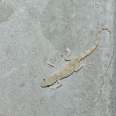 Mediodactylus russowii