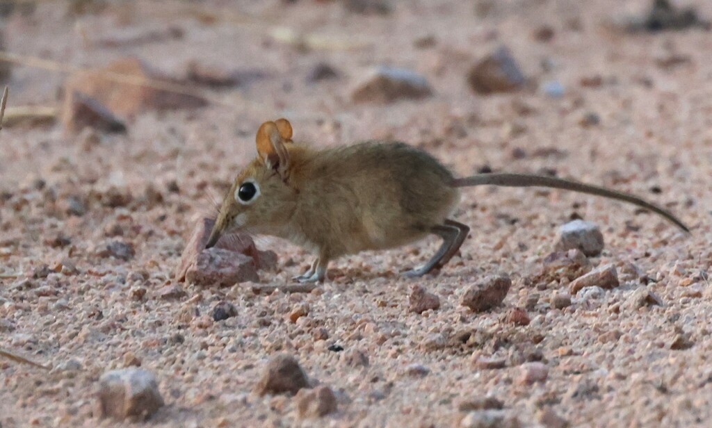 Bushveld Sengi from Otjozondjupa Region, Namibia on November 20, 2023 ...