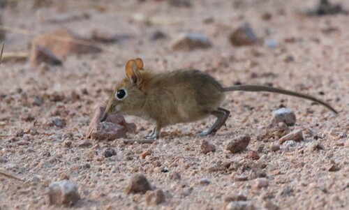 ヤブハネジネズミ