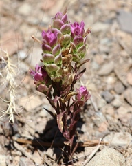 Orthocarpus cuspidatus cryptanthus